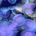 Jellyfish Rug, Abstract Area Rug, Colorful Indie Room Decor, Non