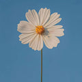 Daisy Rug, Sunflower Rug, Area Rug, Non Slip Rug, Artistic Living