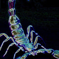 Neon Scorpion Rug, Glowing Art Style