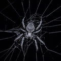 Gothic Spider Rug, Black and White Web Art