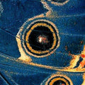 Blue Morpho Wing Mat, Detailed Nature Print